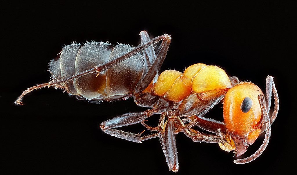 Ant Control service in Victoria, TX