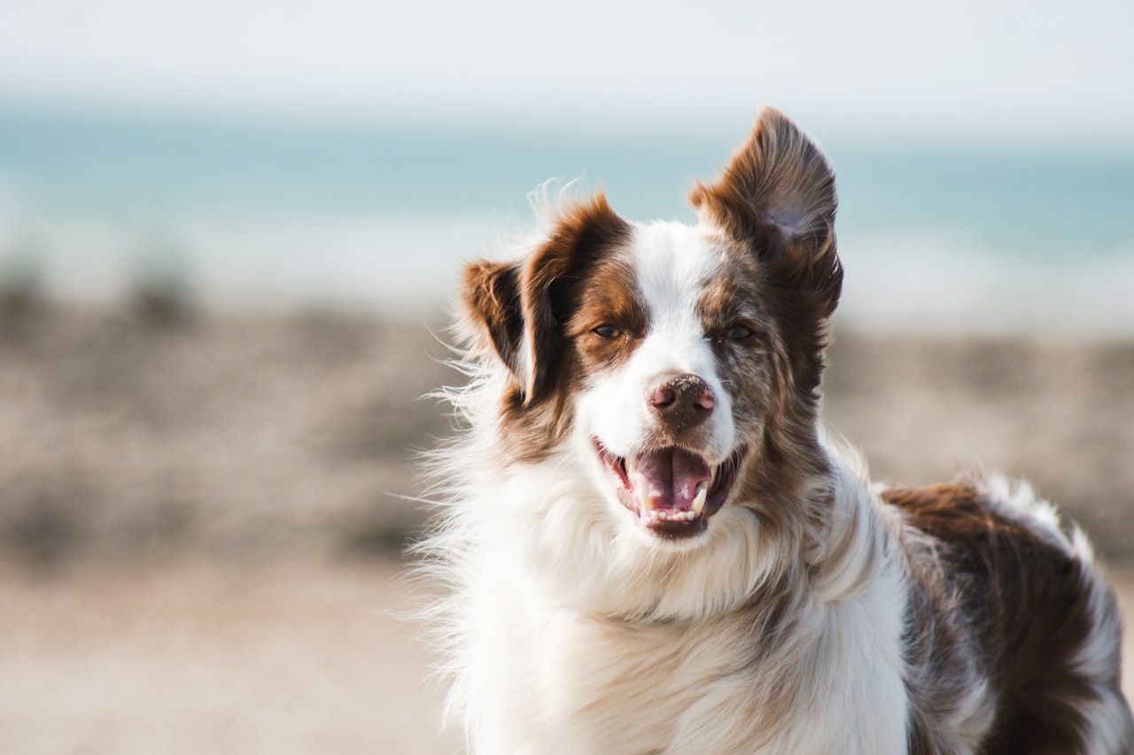 Flea & Tick Control service in Victoria, TX