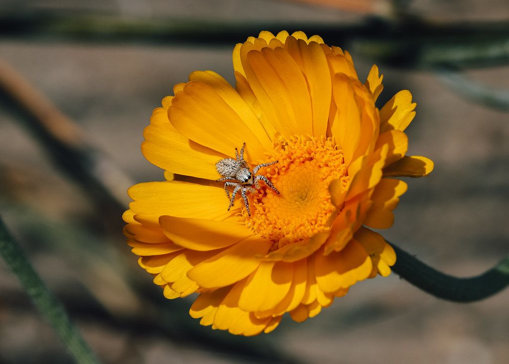 Spider Control service in Victoria, TX